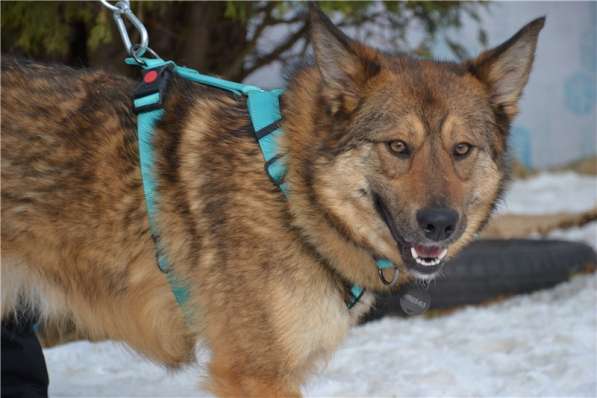 Молодая собачка Динга ищет семью в Москве фото 8