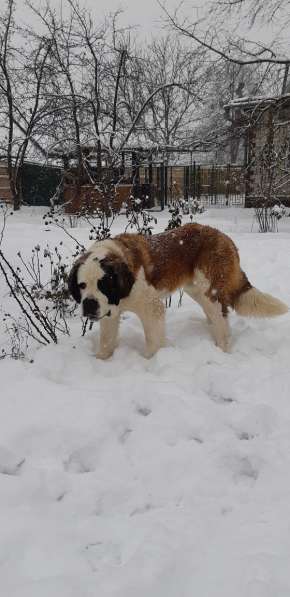 Щенки сенбернара в фото 9