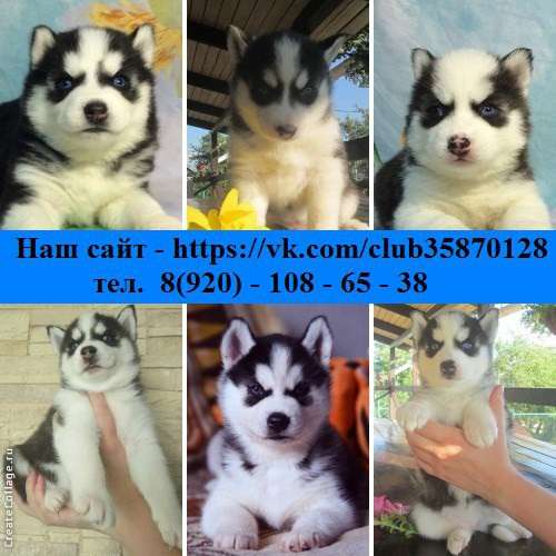 Черно-белые голубоглазые щеночки хаски