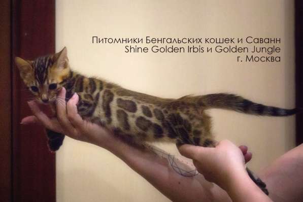 Бенгальские котята шоу класса в Москве фото 5