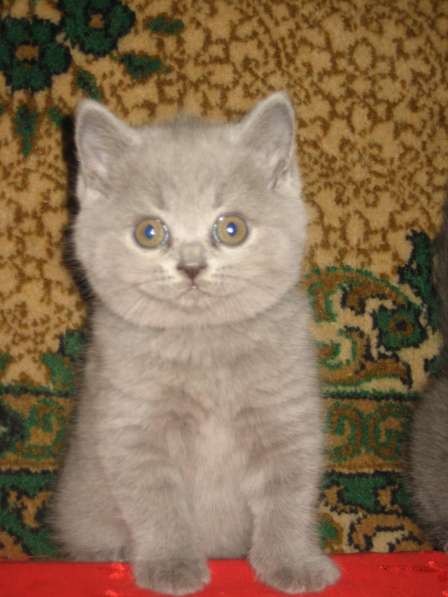 Плюшевые британские и вислоухие голубые котята в Москве