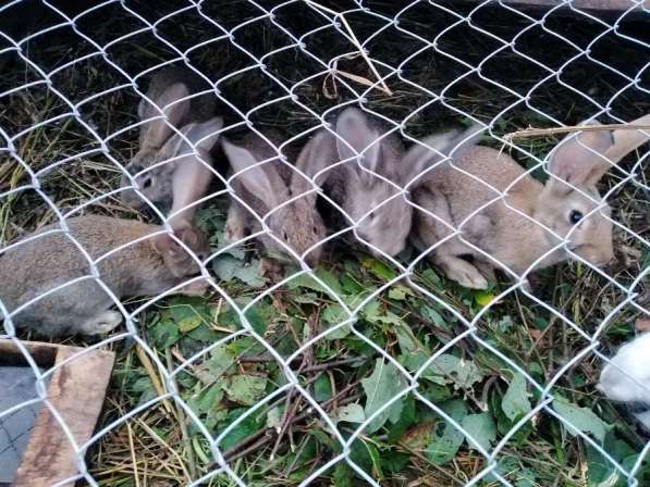 Кролики на мясо и живым весом в Лыскове