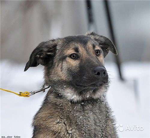 Идеальная семейная собака, золотая Лизавета в дар в Москве фото 5