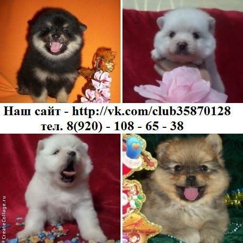 Щеночки шпица