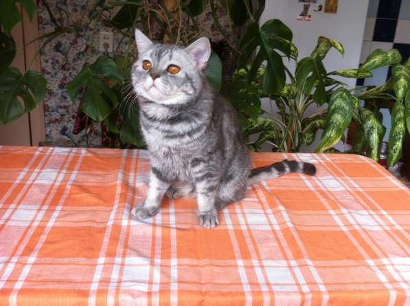 Скоттиш-страйт приглашает вислоухих кошек на вязку в Барнауле фото 3