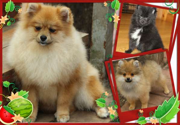 Щенки шпица в Раменское фото 35