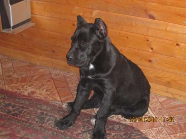 Малыши Корсики 3 мес в Москве фото 24