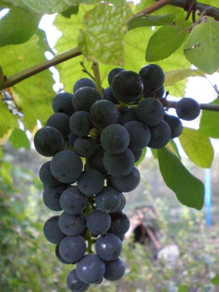 Саженцы винограда, калины в Климовске фото 4