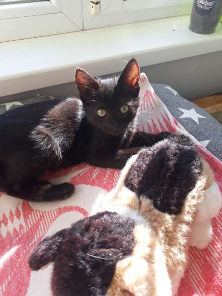 Маленькая чёрная принцесса ищет дом