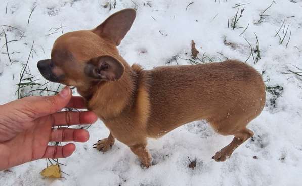 Chihuahua. Red sable. Mini girl в 