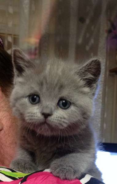 Котята британские и шотландские и подростки в Москве фото 9