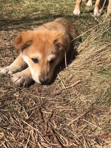 Щенки срочно ищут дом в Москве