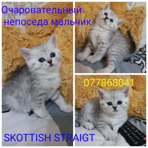 Продам шотладнских страйтов, SKOTTISH STRAIGHT