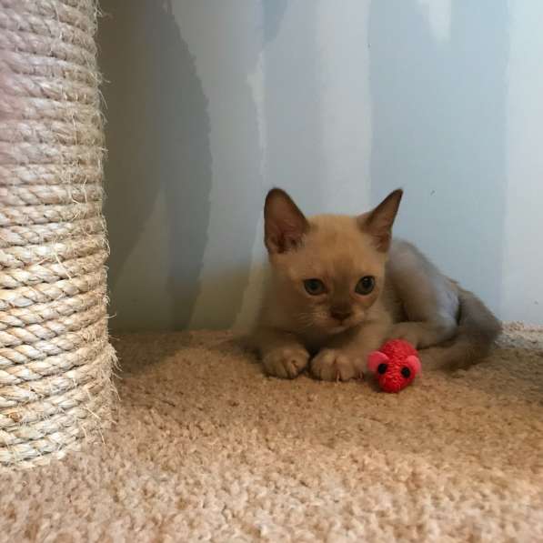 Котята традиционной американской бурмы в Москве фото 17