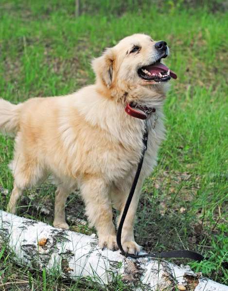 Песик Потап - рыже-кремовая муфта для сердца! в Москве фото 12