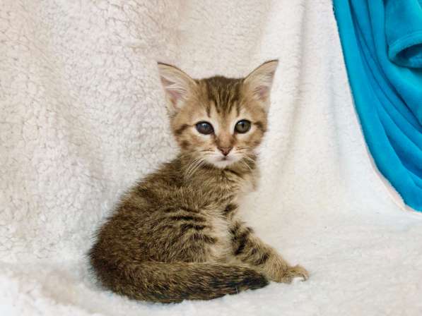 Полосатое очарование котенок Тина в добрые руки