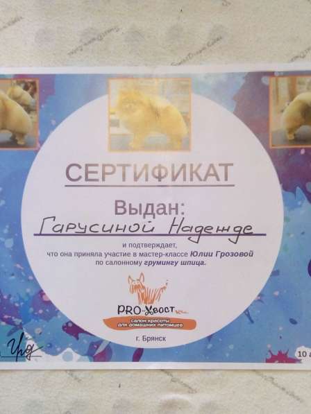 Профессиональная стрижка собак и кошек в Брянске фото 11