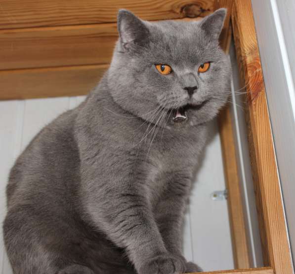 Британский мальчик в фото 11