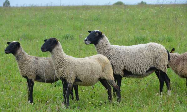 Племенные овцы породы Романовская (из Европы класса Элита) в фото 6