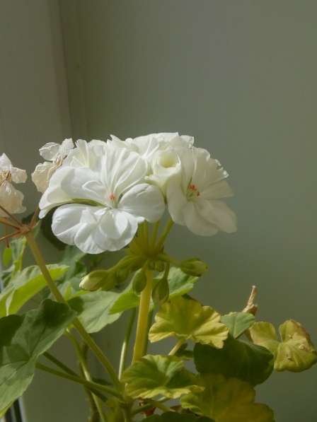 Отводки домашних неприхотливых цветов в Перми фото 6
