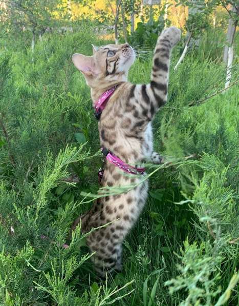 Девочка гибрид (Бенгал/Азиатский леопардовый кот) в Москве