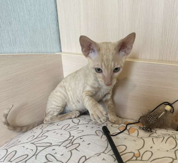 Корниш рекс в Москве фото 16