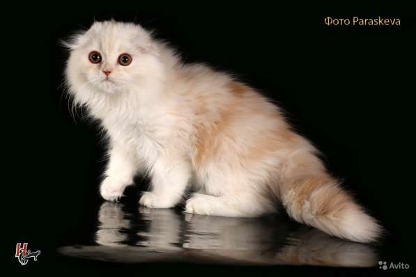 Котенок - счастье в дом в Санкт-Петербурге фото 8