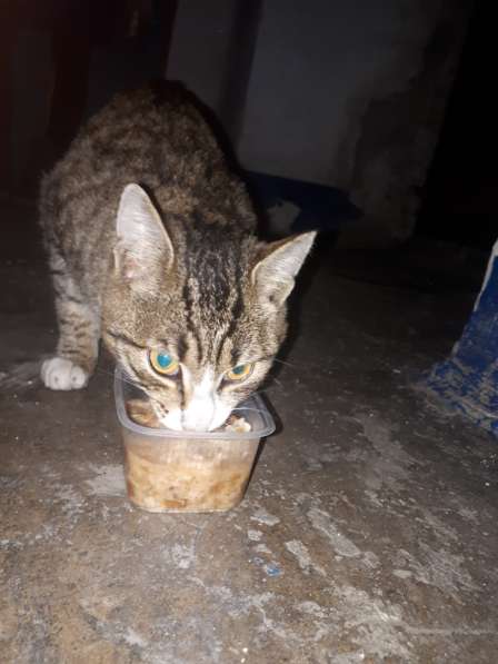 Ласковый котик в Анжеро-Судженске фото 5