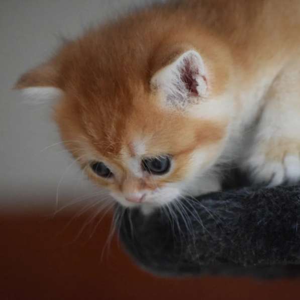 Продается золотистый котенок британской шиншиллы в фото 7