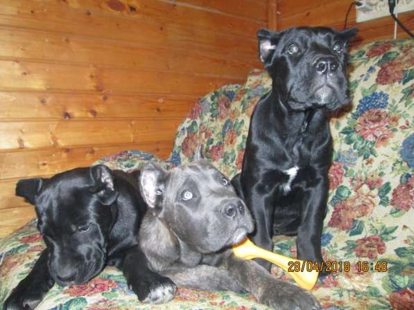 Малыши Корсики 3 мес в Москве фото 30