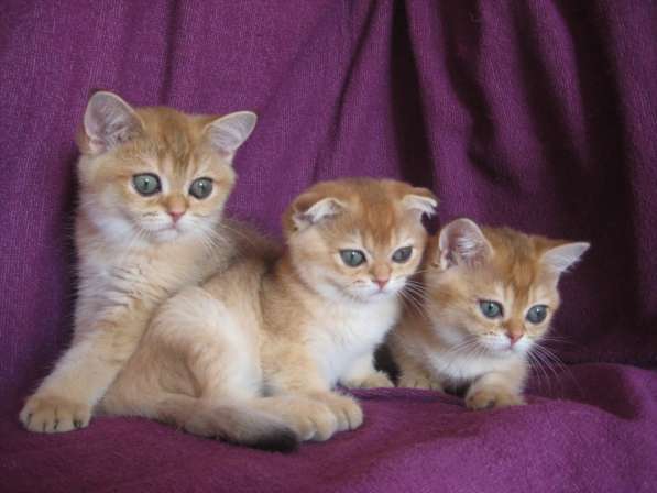 Золотые шотландские котята в Казани фото 5