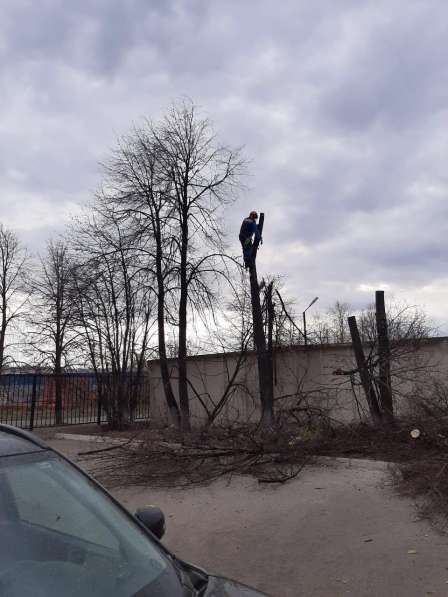 Валка, спил деревьев в Казани фото 4