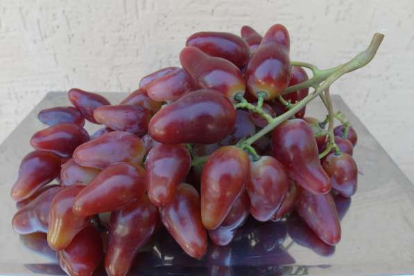 Продам саженцы и черенки винограда в фото 7