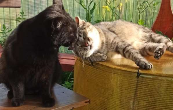 Воспитанный златоглазый котофей в Санкт-Петербурге фото 23