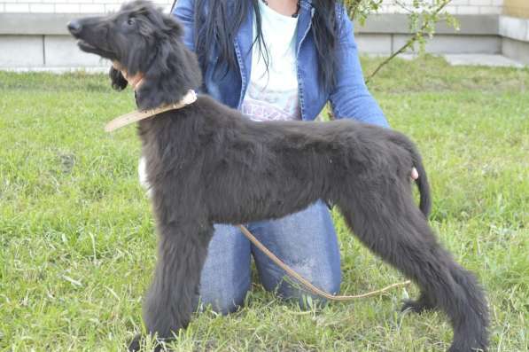 Молодой кобель афганской борзой в Чите фото 17