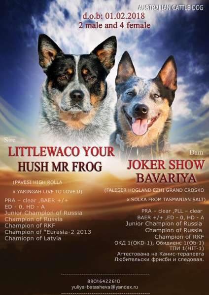 Австралийский хилер в Новосибирске