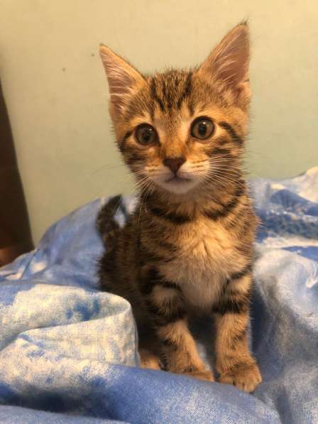 Котенок ищет дом! в Санкт-Петербурге фото 7