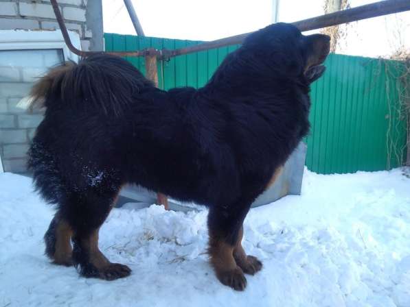 Тибетский мастиф щенки в Самаре фото 27