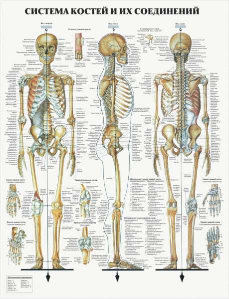 Анатомия. Учебные плакаты (комплект 40 плакатов) в фото 4