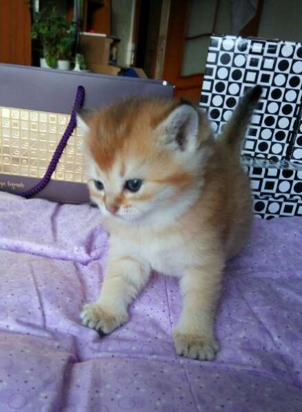 Британская кошечка в Санкт-Петербурге фото 8