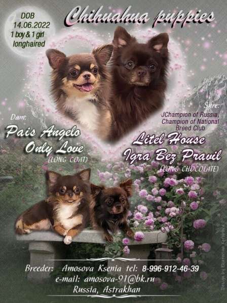 Щенки чихуахуа в Ставрополе фото 10