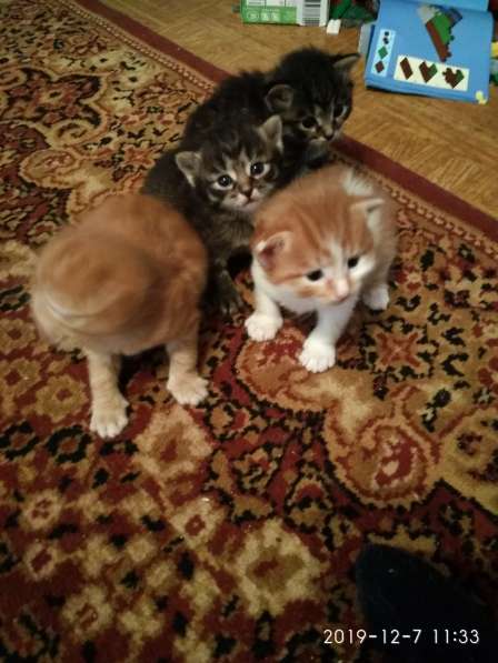 Отдам котенка в добрые руки! в Братске фото 11