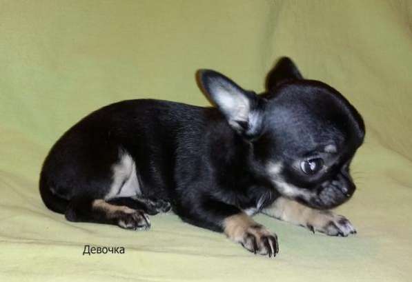 ЧИХУАХУАЗамечательная мини-девочка в Санкт-Петербурге фото 5