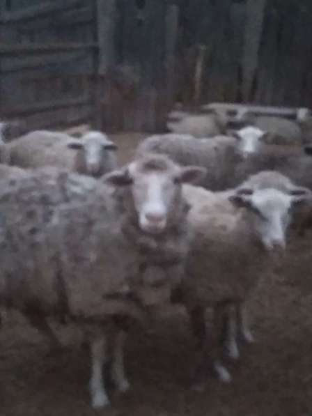 Козы овцы тёлки в фото 3