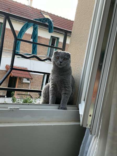 Продам котят 2 девочки, 1 мальчик в фото 4