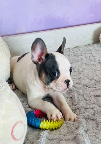 Французский бульдог в Уссурийске фото 7