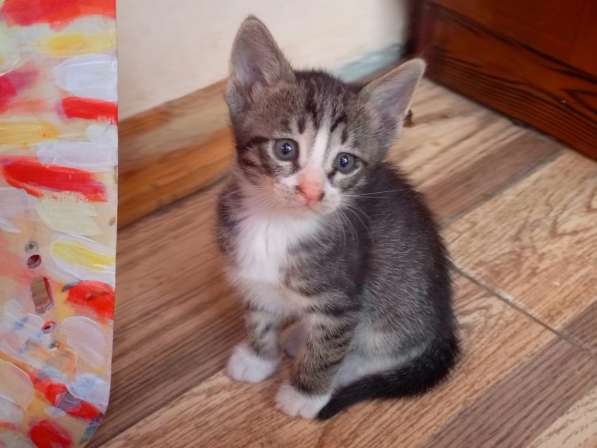 Котята в добрые руки в фото 4
