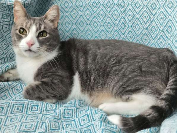 Маркиз в поиске дома в Москве