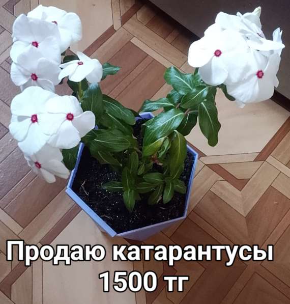 Катарантусы разных расцветок продаю в фото 33
