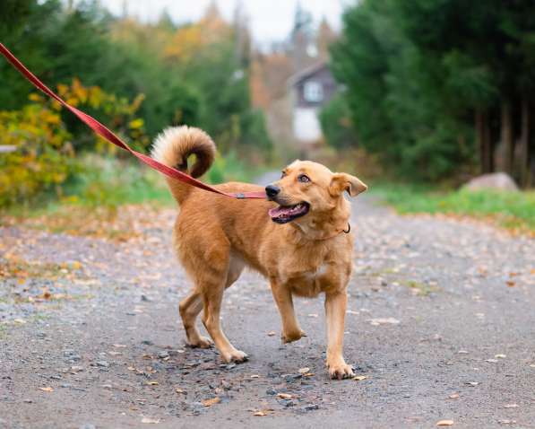 Мягкая и послушная молодая собака ищет дом в Санкт-Петербурге фото 16